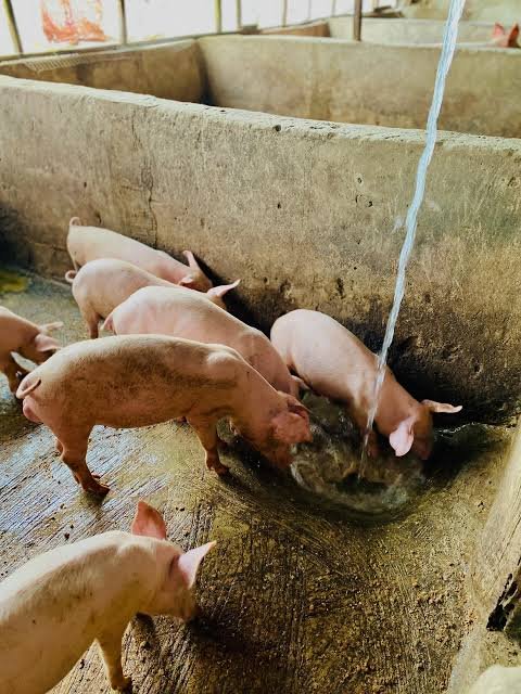 Pig