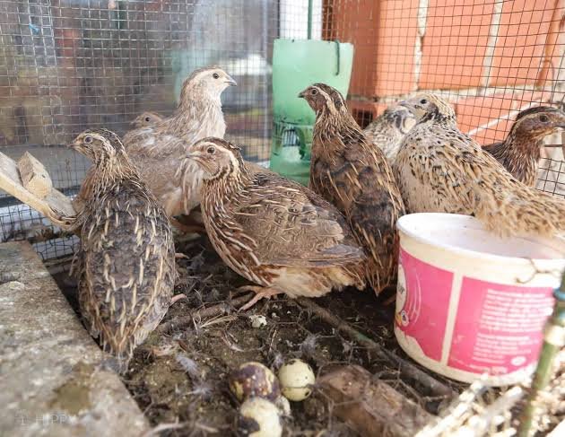 Quail